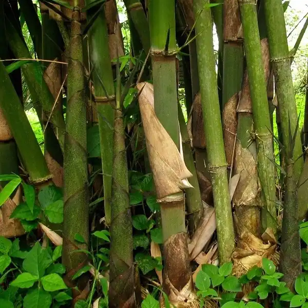 Balkuva Bamboo (બાળકુવા વાંસ)